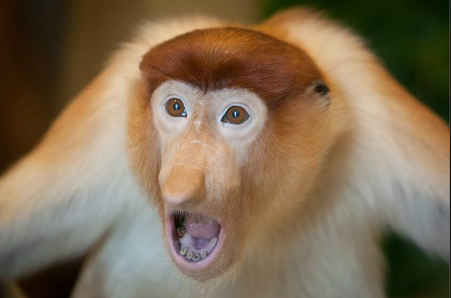  p>长鼻猴(学名: i>nasalis larvatus /i>),是东南亚 a href="#" data