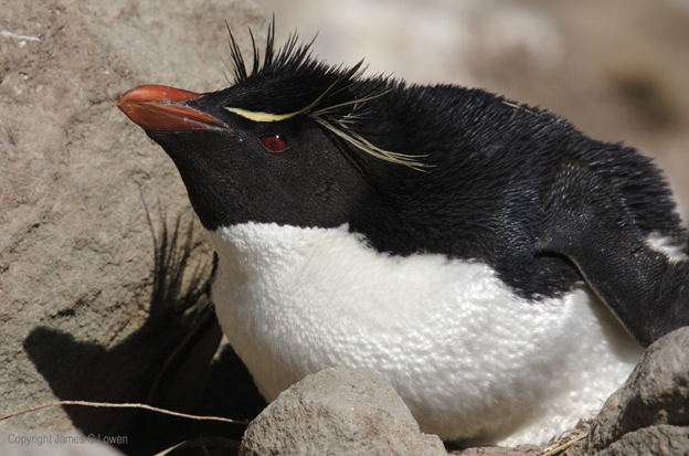  p>凤头黄眉企鹅(学名: i>eudyptes chrysocome /i>)共有3个 a href="