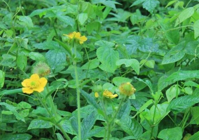 p>路边青(学名: i>geum aleppicum /i> jacq.