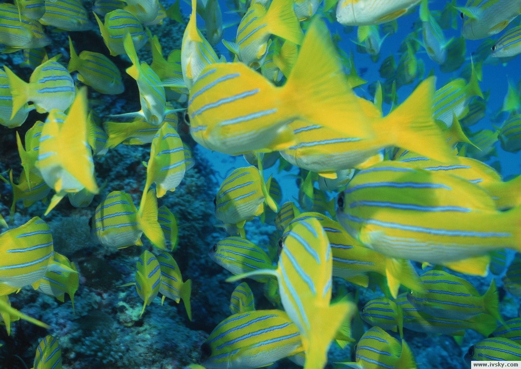  p>水生动物(aquatic animal)是指主要在水中生活的动物.