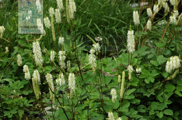  p> b>大白花地榆 /b>(学名: i>sanguisorba sitchensis /i>)是蔷薇科