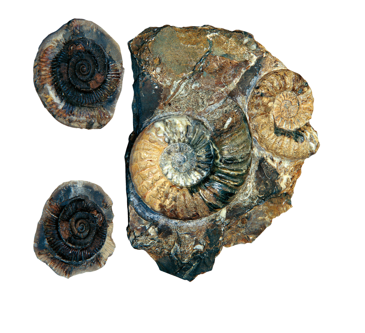 侏罗纪菊石化石