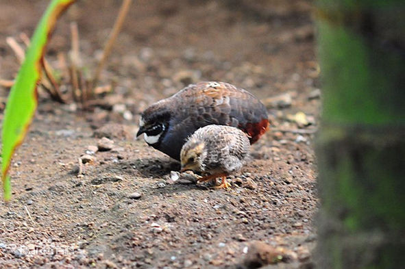 个体较鹌鹑小.尾短.