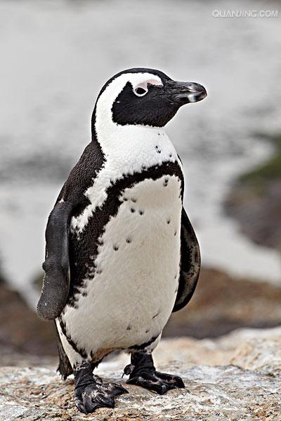 black-footed penguin