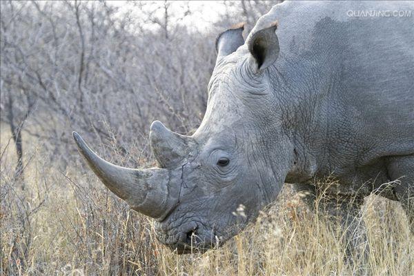  p>白犀(学名: i>ceratotherium simum /i>): a target="_blank" href