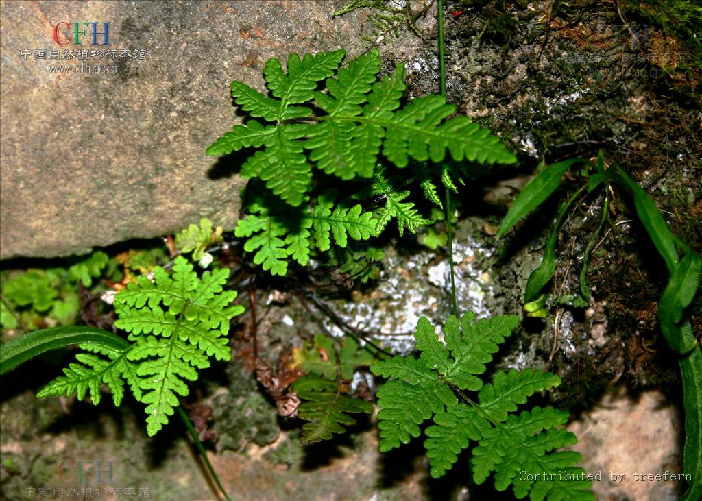  p>粉背蕨,中药名.
