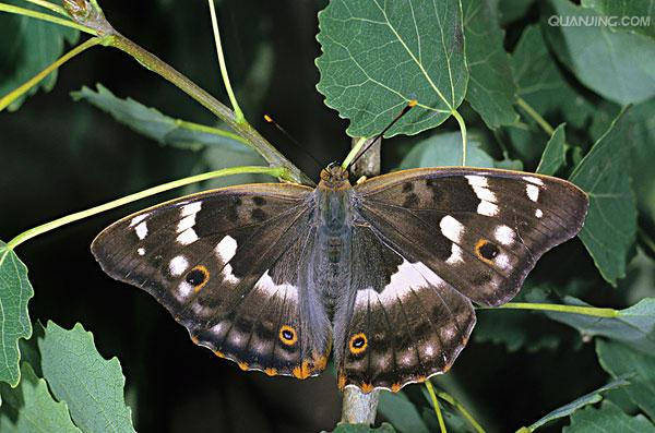 其外形和 a href="#" data-lemmaid="1863920">帝王紫蛱蝶 /a>很相似.