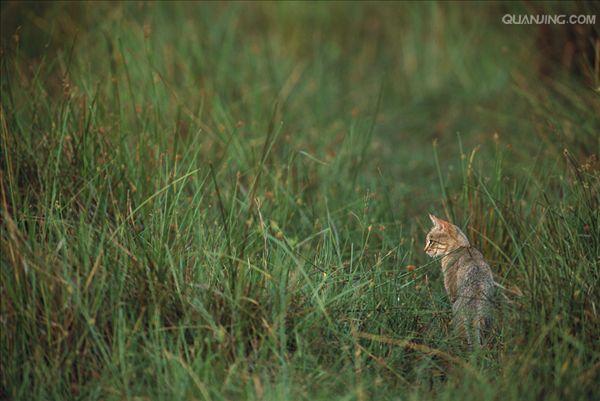 非洲野猫