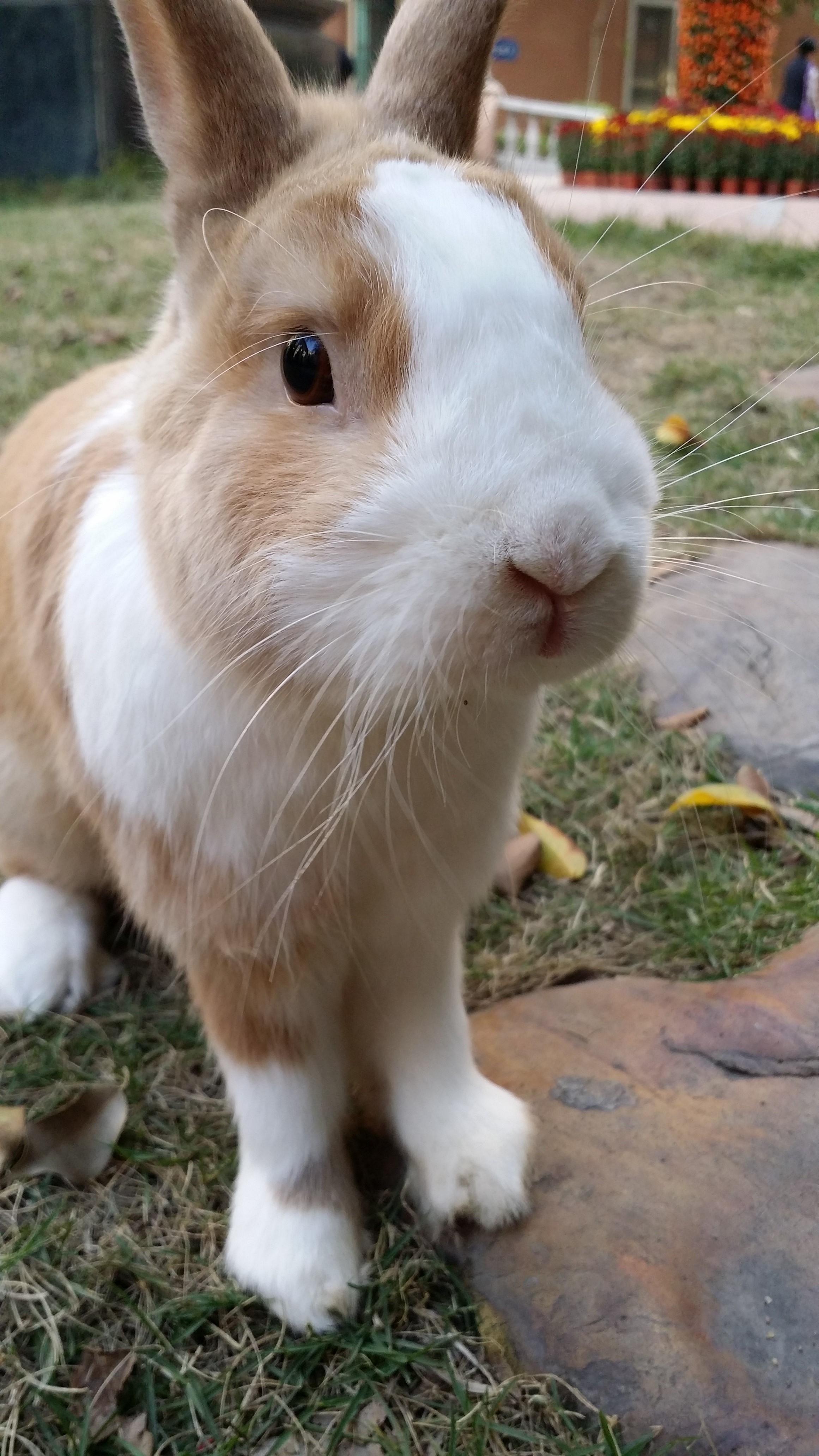 短耳黄白侏儒兔