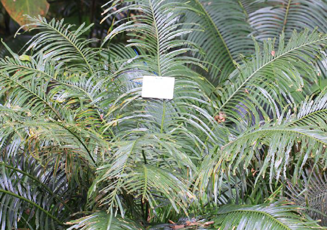  p>葫芦苏铁(学名: b>cycas /b>  b>changjiangensis /b> n.
