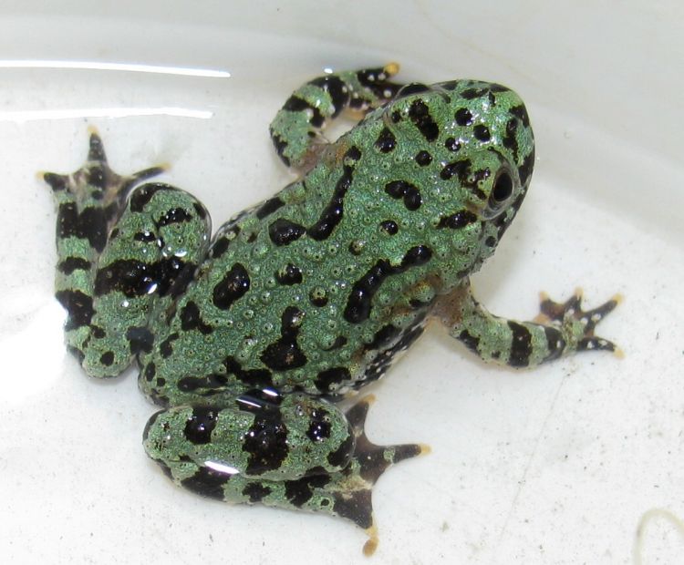  p>东方铃蟾(学名: i>bombina orientalis /i>)是铃蟾科,铃蟾属两栖