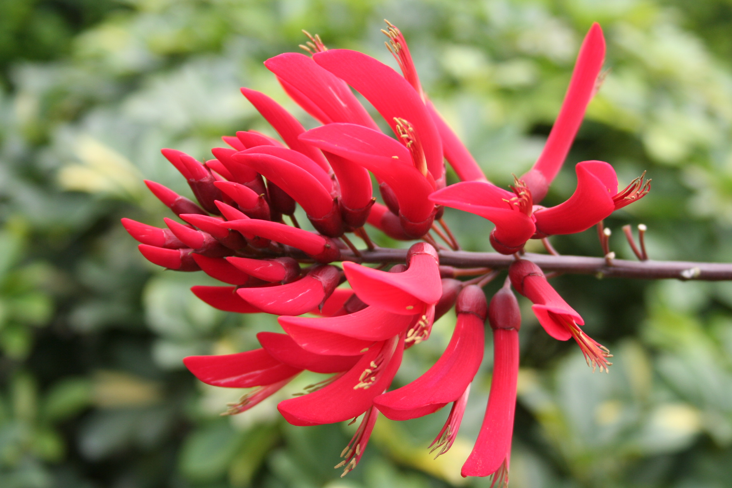  p>凤尾蕨(学名: i>pteris cretica l. var. nervosa /i>  (thunb.