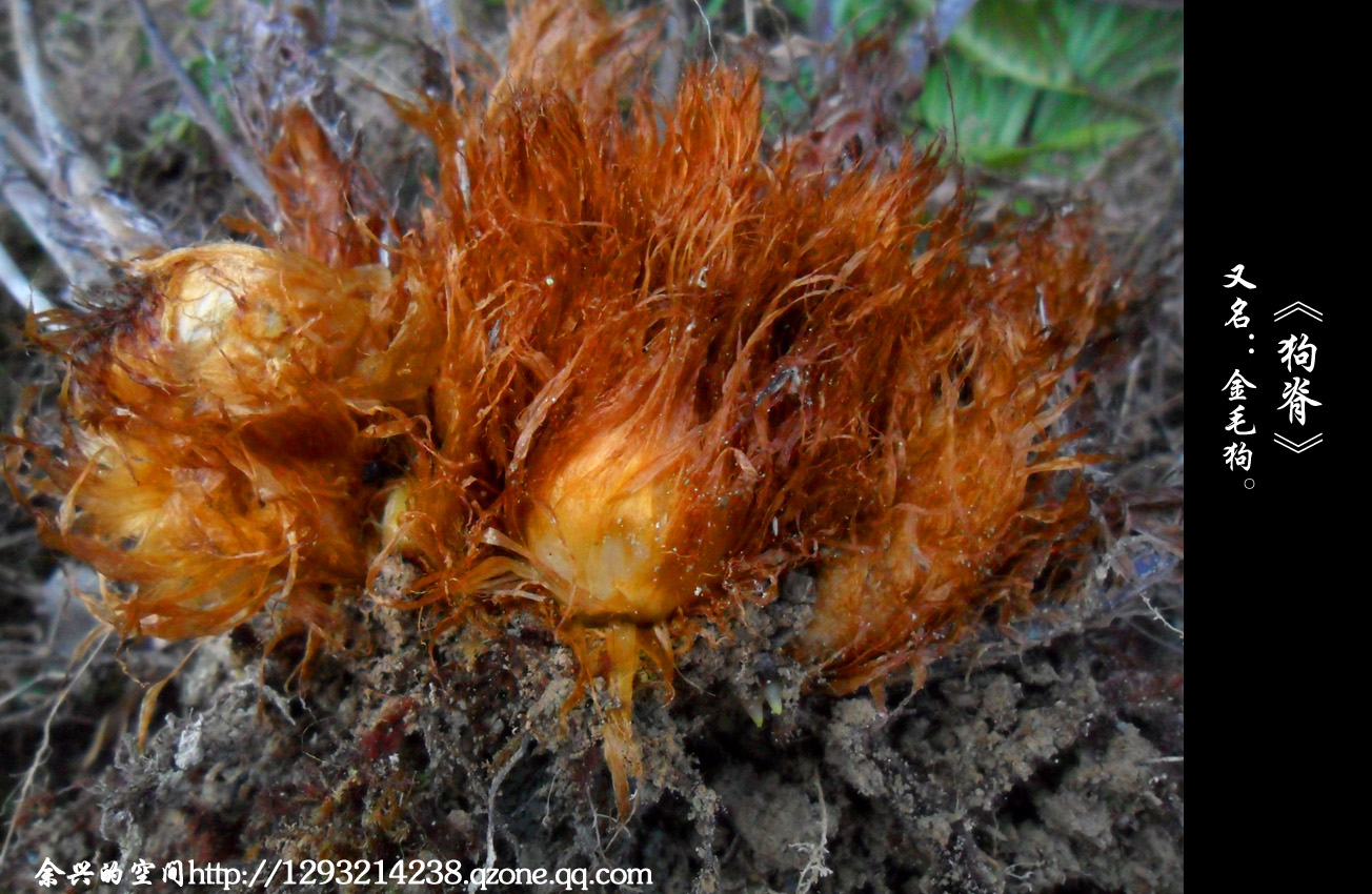 是乌毛蕨科,狗脊属土生,大型 a href="#" data-lemmaid="541696">