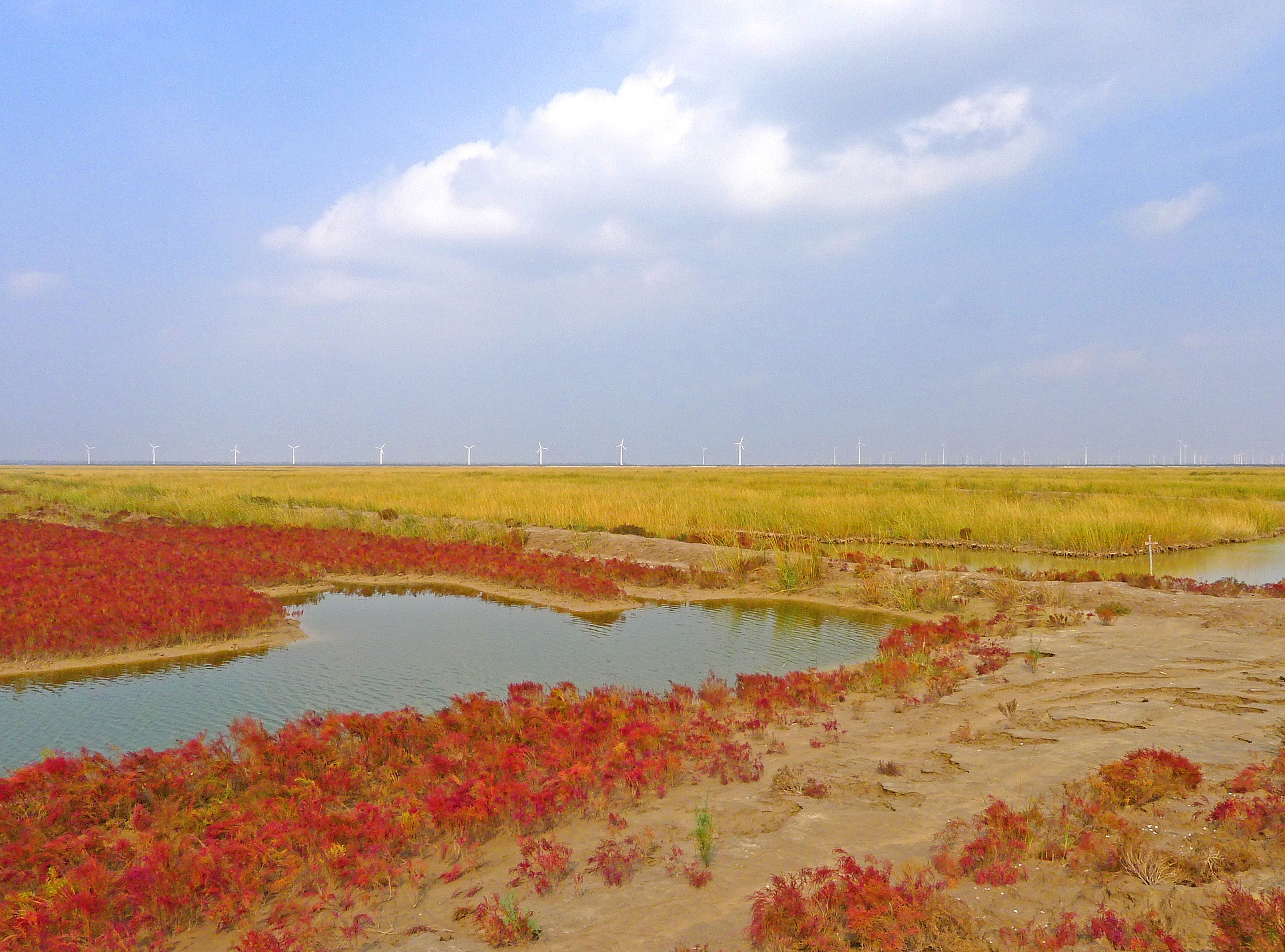 江苏盐城沿海滩涂湿地