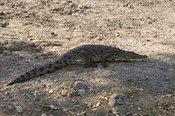  p>尼罗鳄(学名: i>crocodylus niloticus /i>),是非洲最大的鳄鱼和最