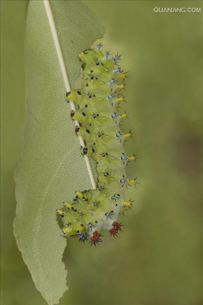  p data-id="tieupsfdd5dd">天蚕蛾是鳞翅目天蚕蛾科昆虫.