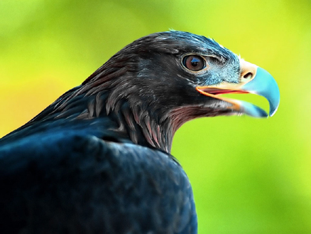  p>黑雕(学名: i>aquila verreauxii /i>):是鹰科,雕属的物种.