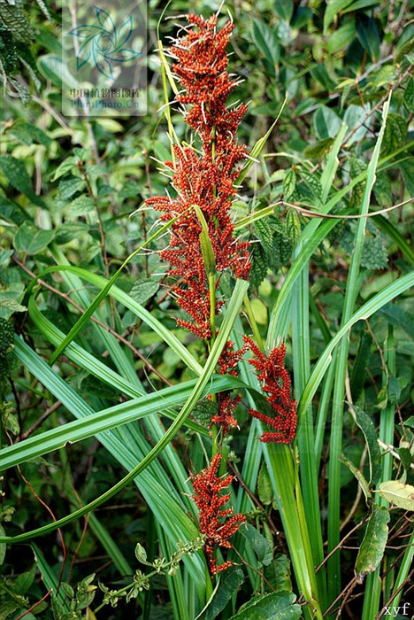  p>浆果薹草(学名:carex baccans),又名红果薹,为 a href="#">莎草科 
