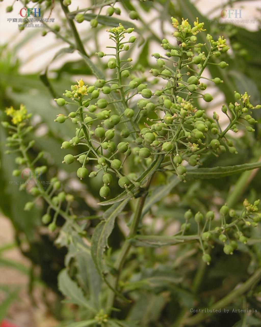  p data-id="gnwpx6b068">球果是大多数裸子植物