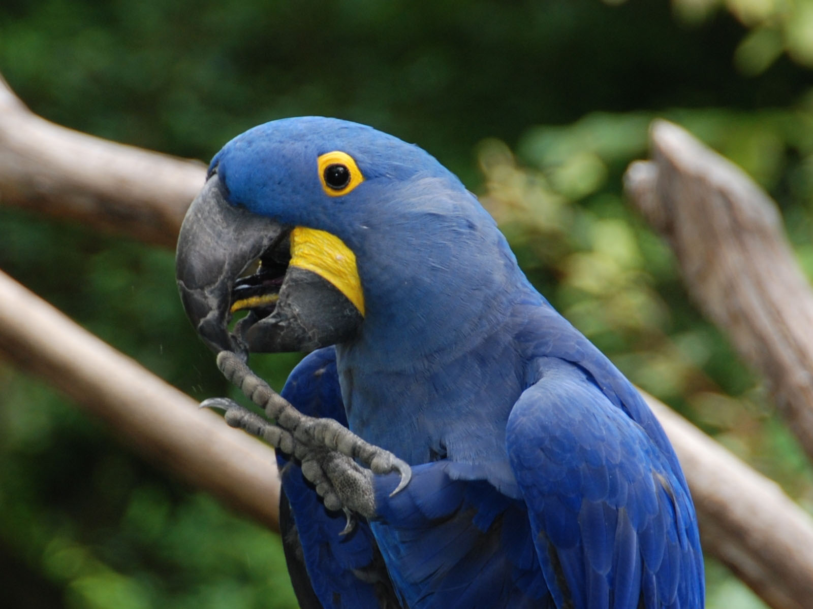  p>蓝金刚鹦鹉属(学名:anodorhynchus):是鸟纲,鹦鹉科的一属,是中型到