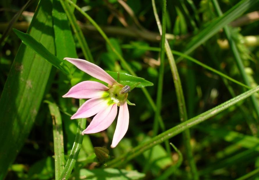  p>合瓣花(adlumia asiatica ohwi),亦称后生花被类,在将被子植物双子