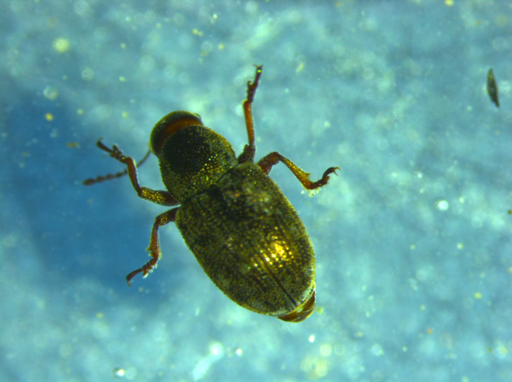  p>小蠹科(scolytidae),属昆虫纲 a href="#" data-lemmaid="1535103"