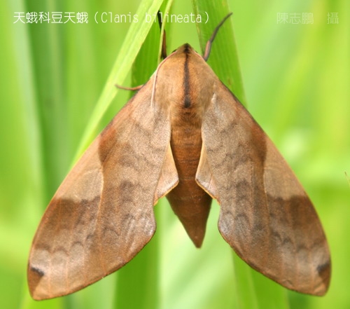  p>豆天蛾( i>clanis bilineata tingtauica /i> mell,1922)是天蛾科