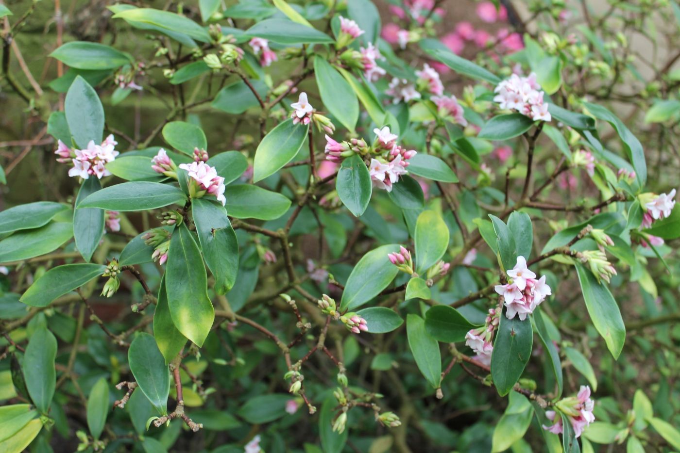valeriana daphniflora