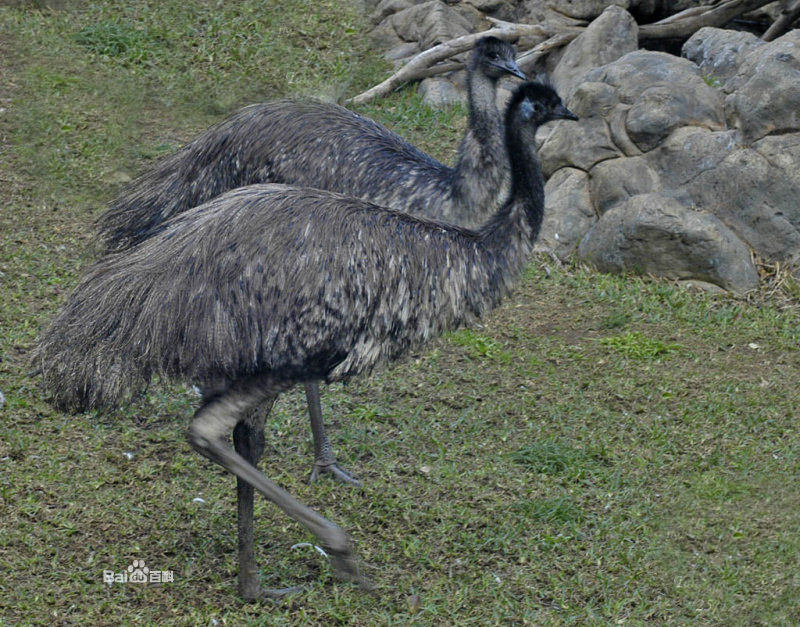 dromiceius novae-hollandiae
