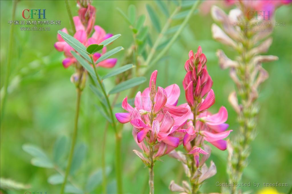  p>驴食草(学名: i>onobrychis viciifolia  /i>scop.