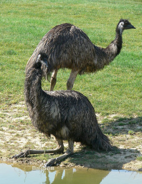  p>鸸鹋 [ér miáo](学名: i>dromaius novaehollandiae /i>),鸟纲