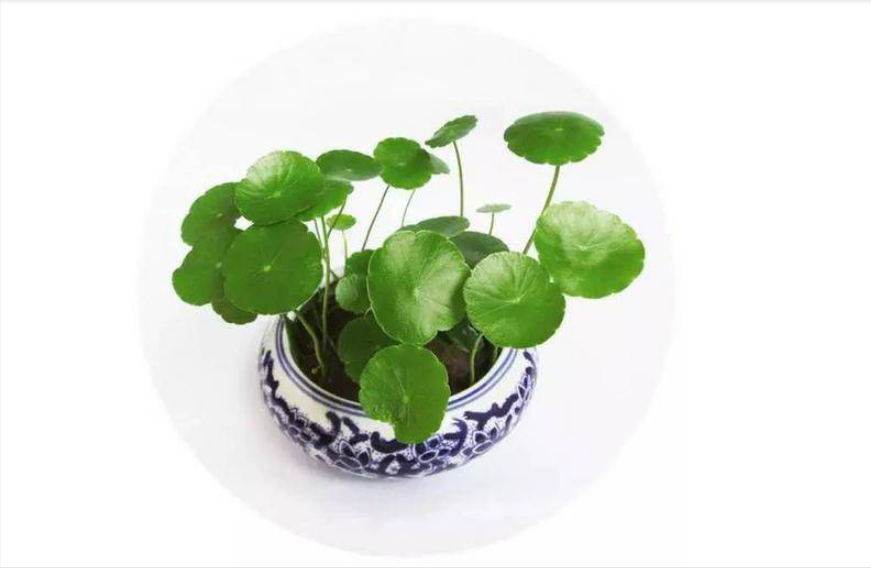 积雪草这么文艺，为什么别名叫做雷公根？_百科TA说