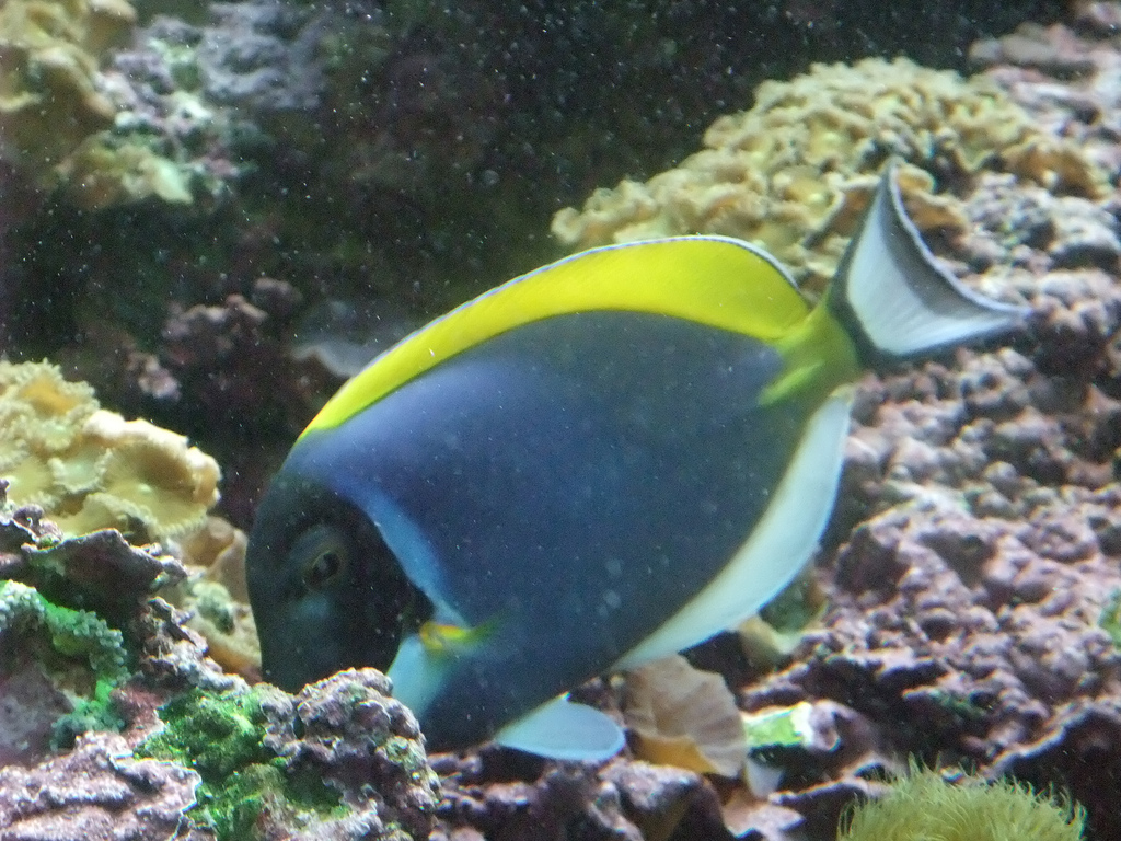  p>白胸刺尾鱼(学名:acanthurus leucosternon),形体椭圆, a href="#"