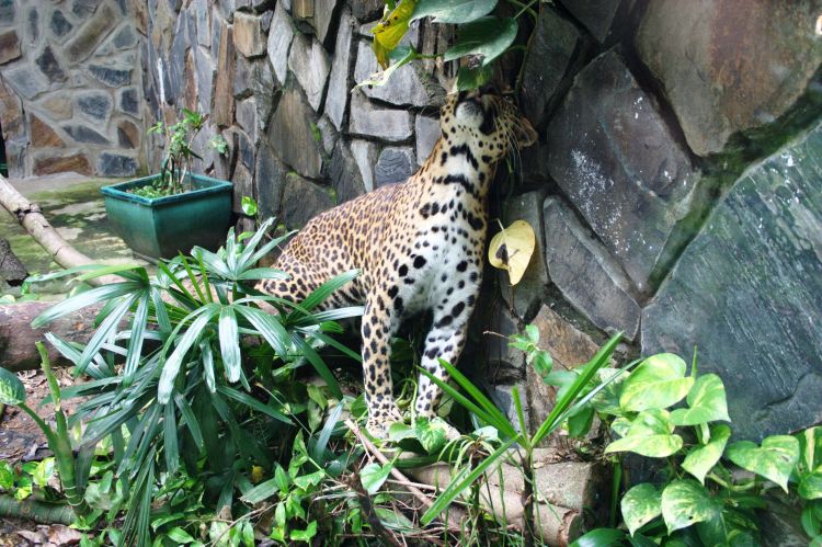  p>印度支那豹(学名: i>panthera pardus delacouri /i>):为哺乳纲