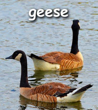 data-id="gnyu5993s1">geese是一个英语单词,复数形式为geese,是指鹅