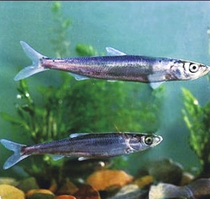  p>丝尾鲤,又称白须公鱼,马来西亚称baung.