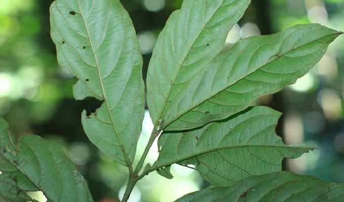 粗枝大叶 全网资源