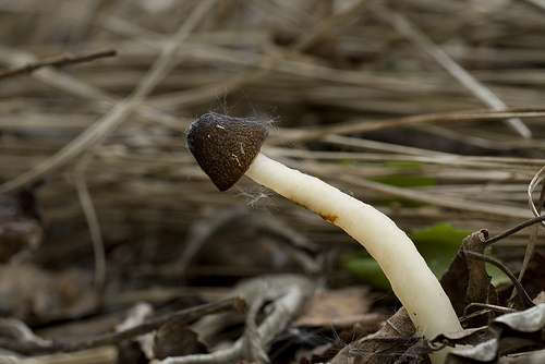  p>钟菌(学名:verpa)是盘菌目下的一个属,和羊肚菌属关系密切,外型也
