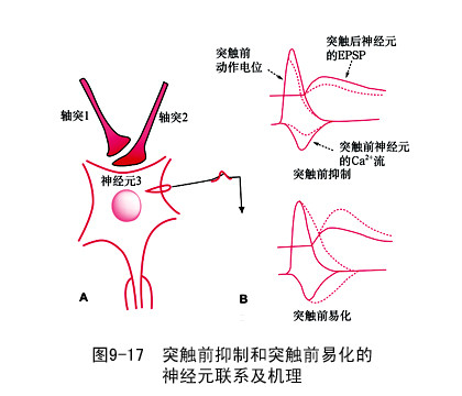 突触易化
