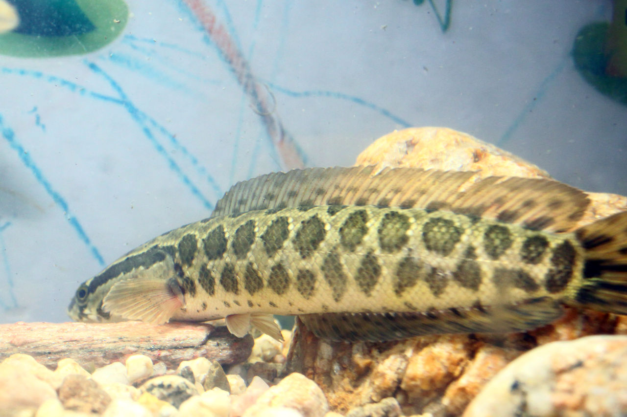  p>鳢科(channidae), a href="#" data-lemmaid="1195405">硬骨鱼纲 