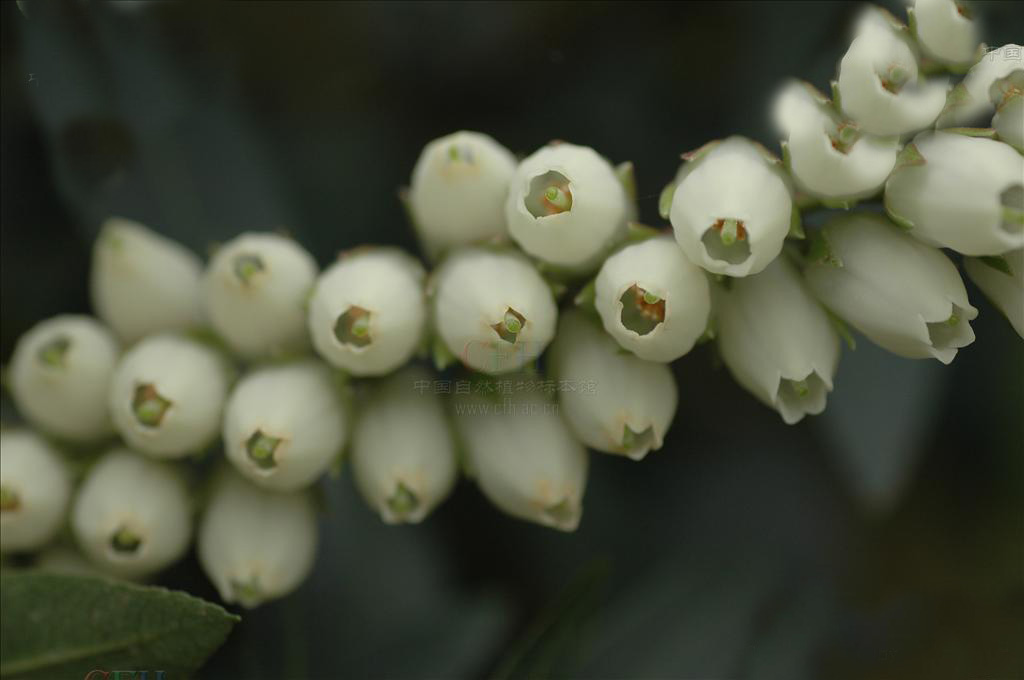  p>长萼马醉木( a target="_blank" href="/item/学名/8074290" data