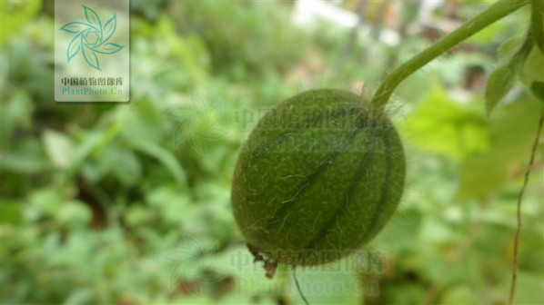 瓟（葫芦科植物赤瓟的果实）_百度百科