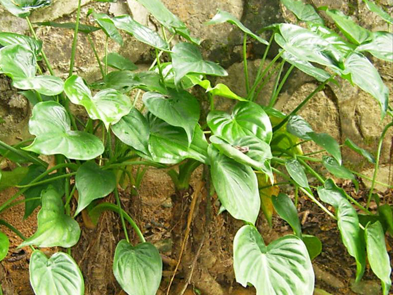 尖尾风,为马鞭草科植物尖尾枫 em>callicarpa longissima /em> (hemsl