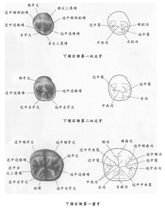  p>牙发育的钙化中心称为生长叶(lobe),其融合处为发育沟,多数牙是由4