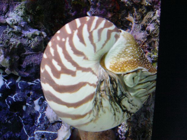  p>鹦鹉螺(学名:nautiloidea):是头足纲,鹦鹉螺科的海洋 a href="#">