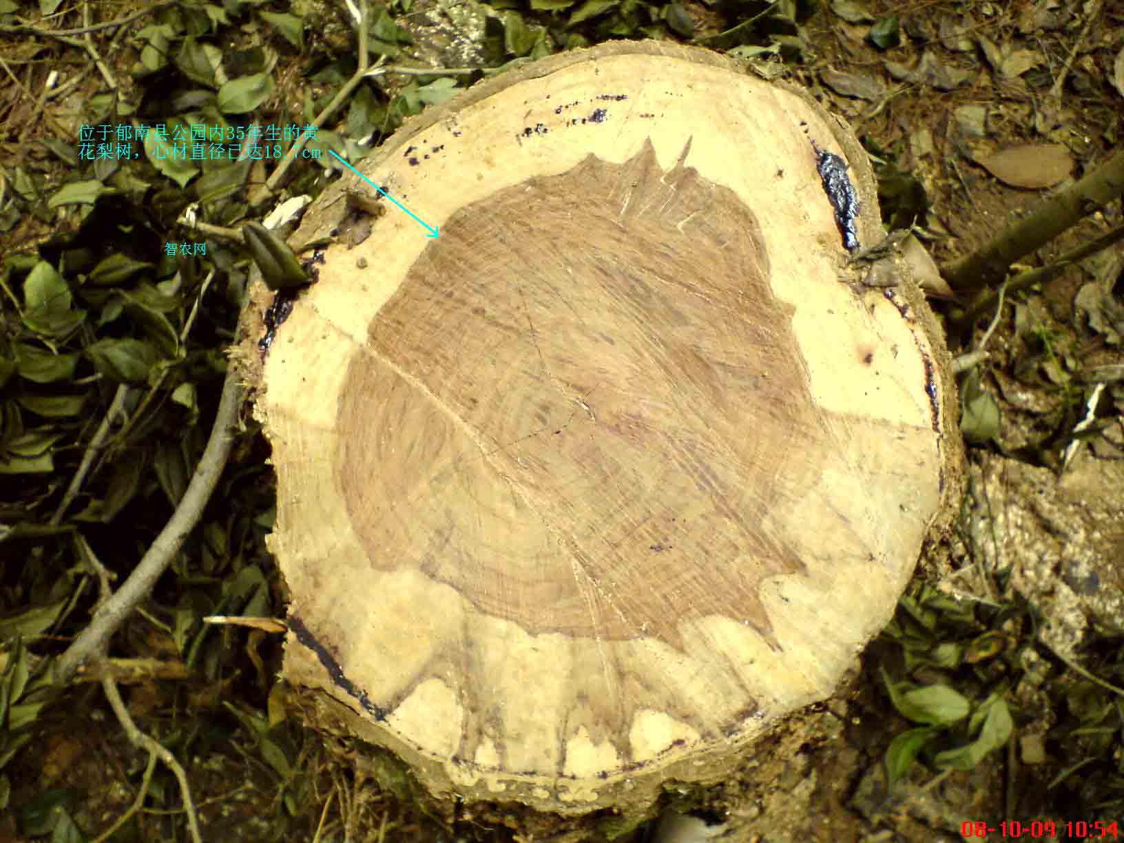  p>降香(学名: i>dalbergia odorifera /i> t.