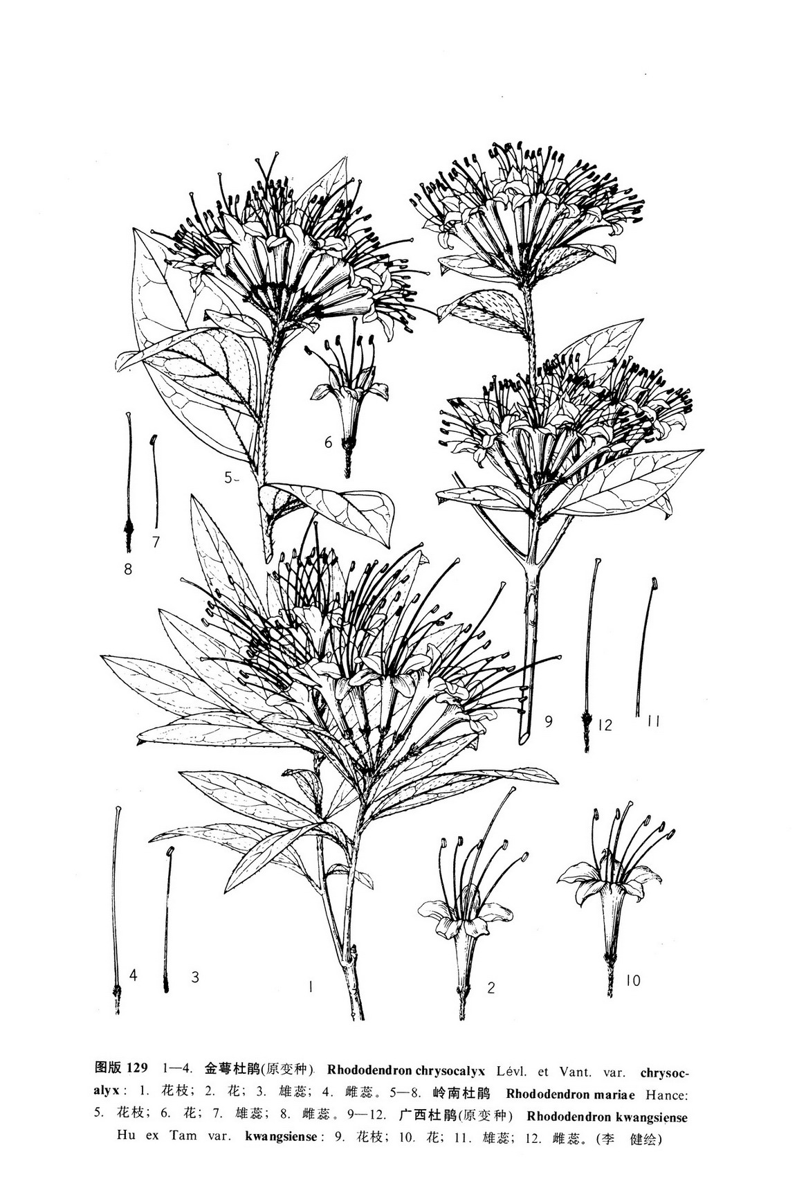 rhododendronmeridionaletamvar.setistylum
