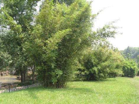  p>竹,又名竹子.品种繁多,有毛竹,麻竹,箭竹等.