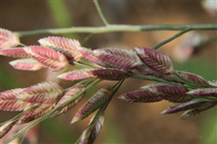  p> a href="#">牛虱草 /a>,拉丁文名:eragrostis unioloides (retz.