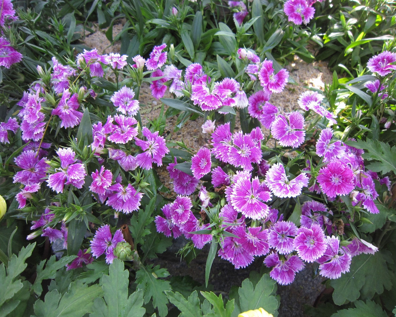  p>石竹,别名:兴安石竹,北石竹,钻叶石竹,蒙古石竹,丝叶石竹,高山石竹